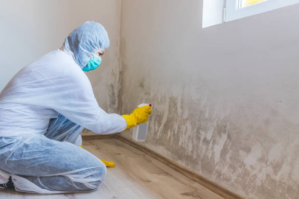 Licensed Basement Mold Remediation service in Farmington, IL - WQB Mold Removal