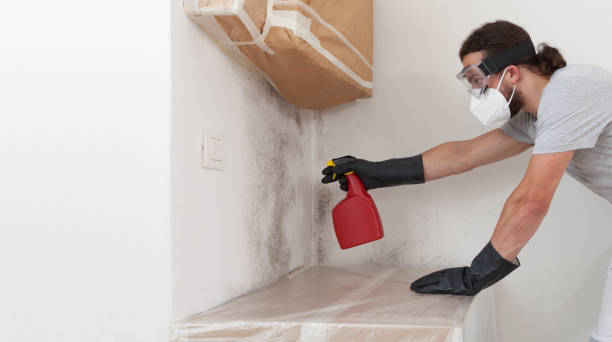 Professional Basement Mold Remediation technician working in Farmington, IL
