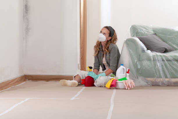 Reliable Basement Mold Remediation contractor in Farmington, IL by WQB Mold Removal