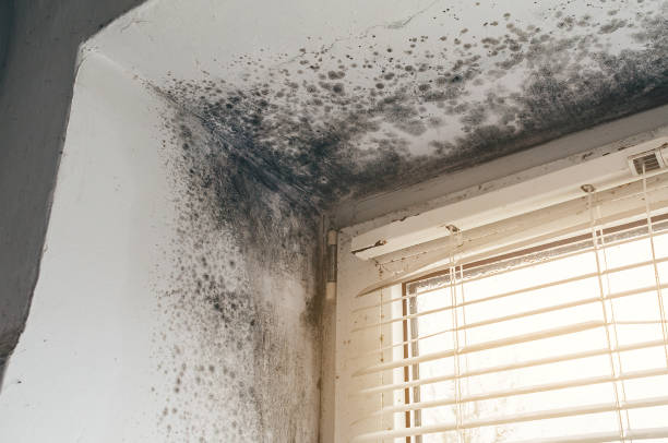 Affordable Basement Mold Remediation solutions in Farmington, IL