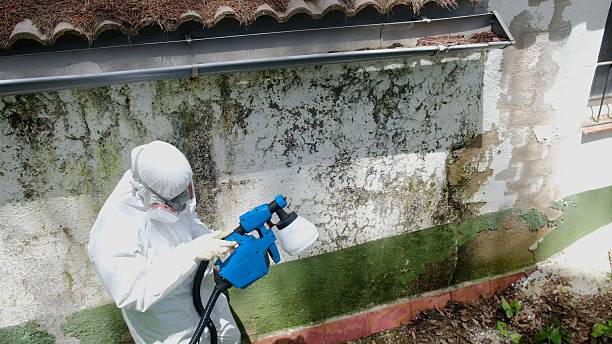 Top rated local Basement Mold Remediation specialists in Farmington, IL